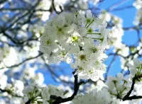 Apple Blossom Floral